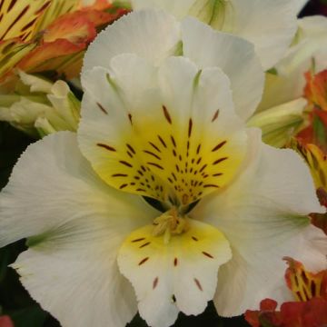 Alstroemeria Inticancha Cabana - Incalelie