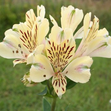 Alstroemeria Pitchounes Noah - Incalelie