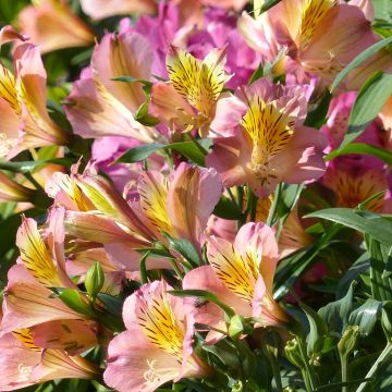 Alstroemeria Garden Summer Relieve - Incalelie