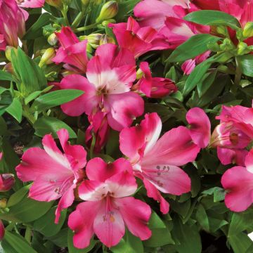 Alstroemeria Inticancha Romance - Incalelie
