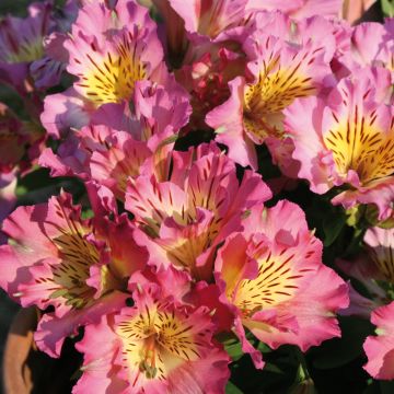 Alstroemeria Inticancha Sunday - Incalelie