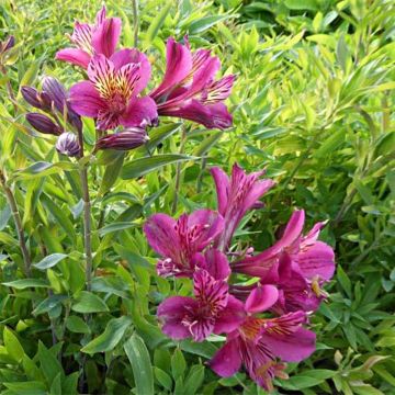 Alstroemeria Mauve Majesty - Incalelie