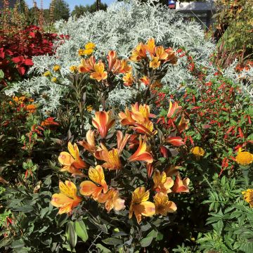 Alstroemeria Summer Breeze - Incalelie
