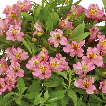 Alstroemeria Summer Rose - Incalelie
