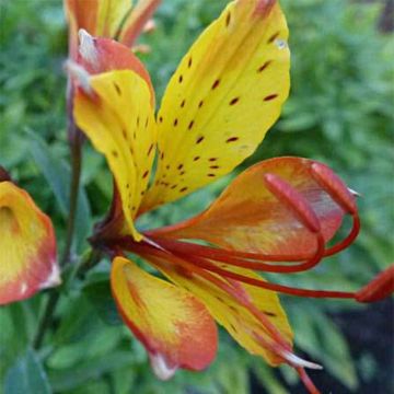 Alstroemeria Sweet Laura - Incalelie