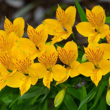 Alstroemeria aurea Lutea - Lis des Incas