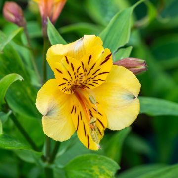 Alstroemeria New Yellow - Incalelie