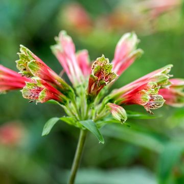 Alstroemeria psittacina - Incalelie