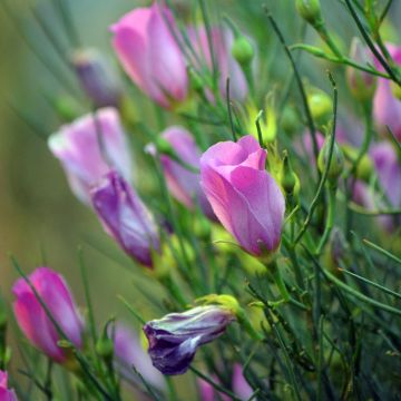 Alyogyne hakeifolia Melissa Anne - Australische hibiscus