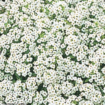 Lobularia maritima Snow Crystals (zaad) - Zilverschildzaad