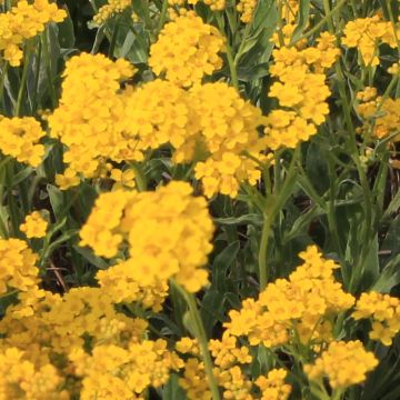 Alyssum saxatile Citrinum - Rotsschildzaad