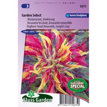 Amaranthus Garden Select (zaad) - Rode klaroen