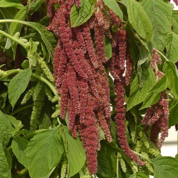 Amaranthus Coral Fountain (zaad) - Kattenstaartamarant