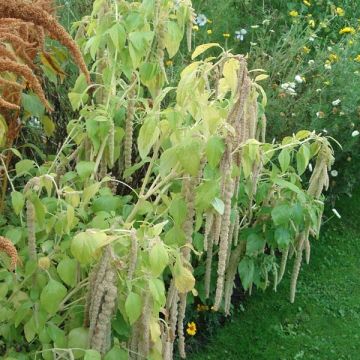 Amaranthus Verte - Kattenstaartamarant