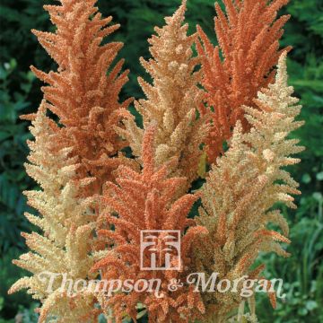 Amaranthus Autumn Palette (zaad) - Bloedamarant