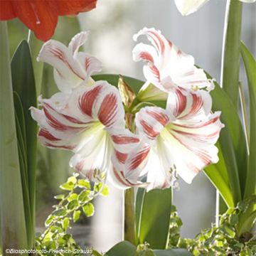 Amaryllis Flaming Striped - Hippeastrum