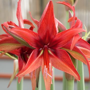 Amaryllis Bogota - Hippeastrum