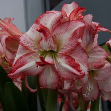 Amaryllis Double Record - Hippeastrum