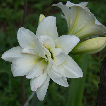 Hippeastrum sonatini Alasca - Ridderster