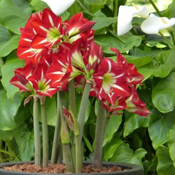 Amaryllis Balentino - Hippeastrum
