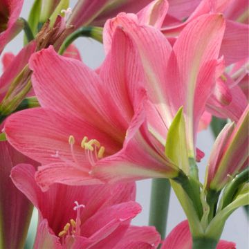 Amaryllis Sweet Sixteen - Hippeastrum