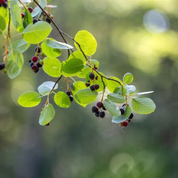 Krentenboompje Saskatoon Berry