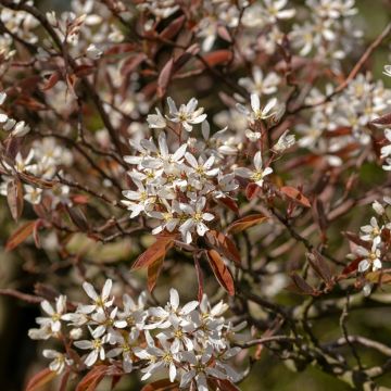 Amelanchier canadensis - Canadees krentenboompje