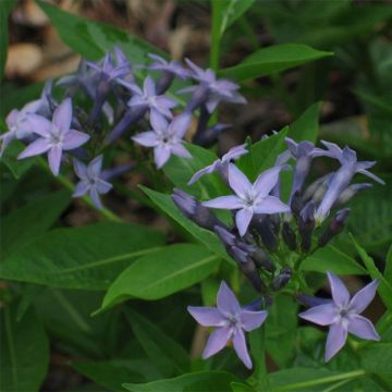 Amsonia orientalis - Blauwe ster