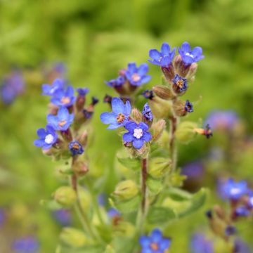 Anchusa azurea Loddon Royalist - Italiaanse ossentong