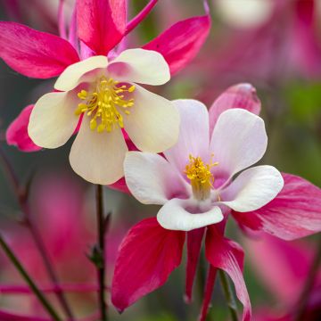 Akelei roze Rose Queen - Aquilegia caerulea