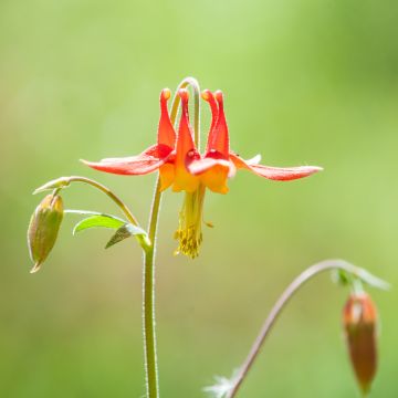 Aquilegia formosa - Akelei