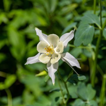 Aquilegia fragrans - Geur-akelei