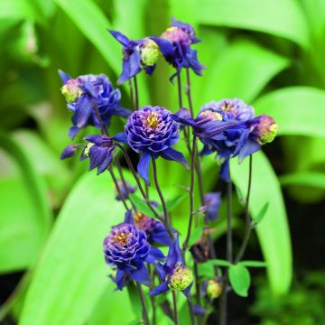 Akelei Winky Double Dark Blue White - Aquilegia vulgaris