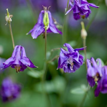 Aquilegia alpina - Alpenakelei