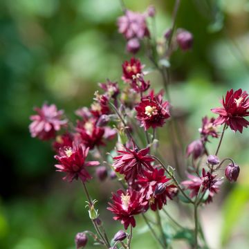 Akelei Ruby Port - Aquilegia vulgaris