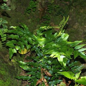 Anemia mexicana - Mexicaanse varen