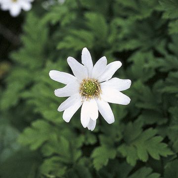 Anemone apennina Alba - Blauwe anemoon