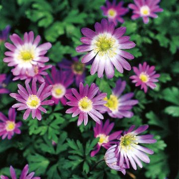 Anemone blanda Violet Star - Oosterse anemoon