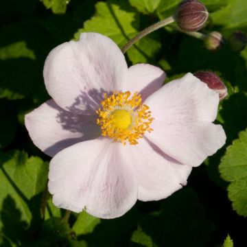 Anemone Richard Ahrens - Herfstanemoon