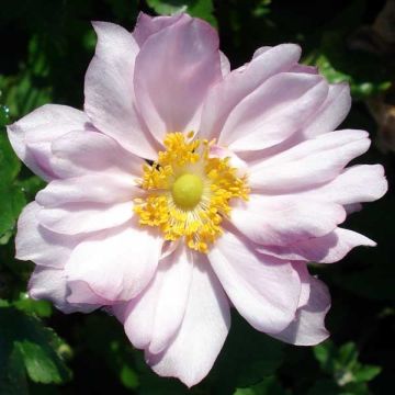 Anemone Königin Charlotte - Herfstanemoon