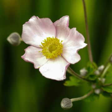 Anemone tomentosa Robustissima - Herfstanemoon