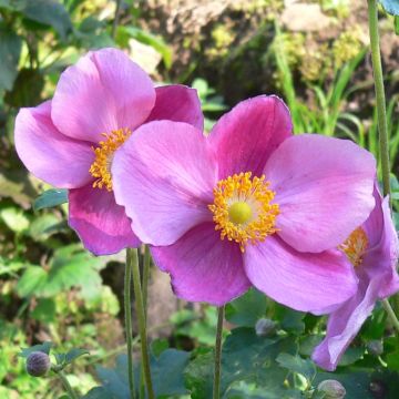 Anemone hupehensis Splendens - Herfstanemoon