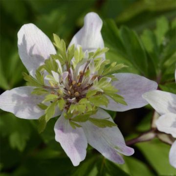 Anemone nemorosa Green Fingers - Bosanemoon