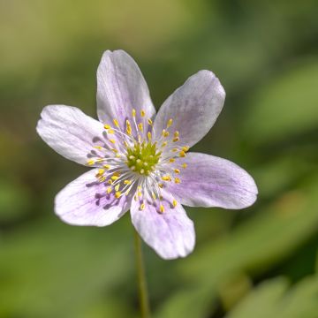 Anemone nemorosa Marie-Rose - Bosanemoon