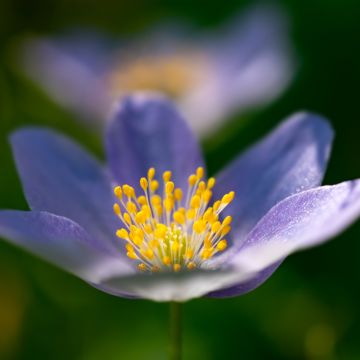 Anemone nemorosa Royal Blue - Blauwe bosanemoon