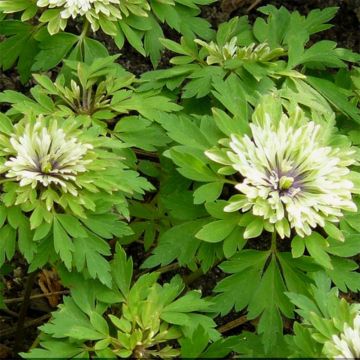 Anemone nemorosa Virescens - Bosanemoon