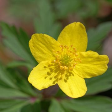 Anemone ranunculoides - Gele anemoon