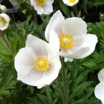 Anemone sylvestris - Grote anemoon