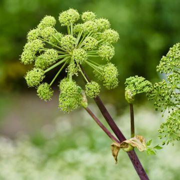 Angelica archangelica - Engelwortel