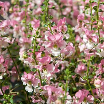 Angelonia Angelface Wedgewood Pink 2026